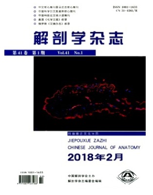 解剖学